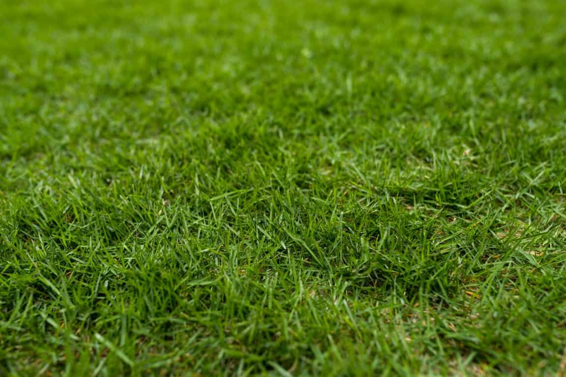 How to scarify lawn