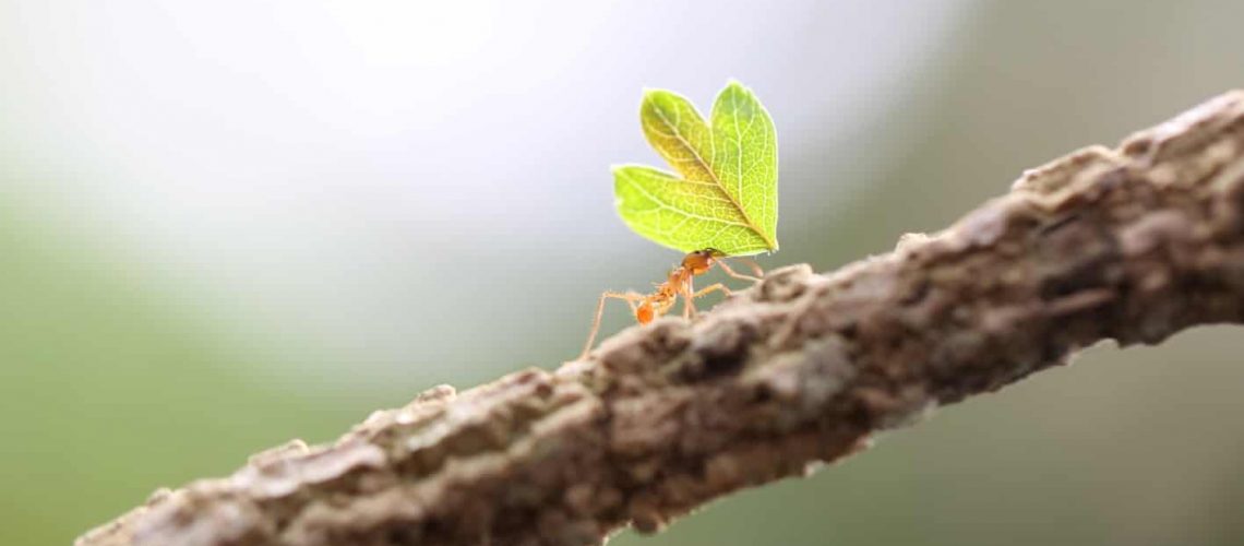 Garden Ants Twig
