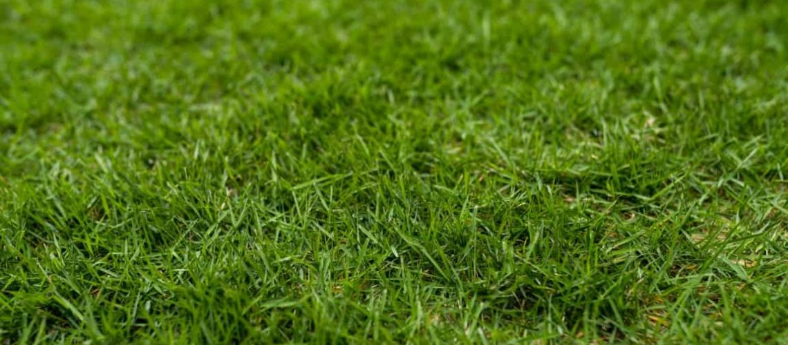 How to scarify lawn